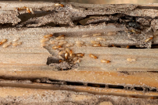 Best Residential Pest Control  in Southlake, TX